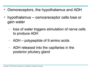 Osmoreceptors, the hypothalamus and ADH hypothalamus – osmosreceptor cells lose or gain water loss of water triggers stimulation of nerve cells to produce ADH ADH – polypeptide of 9 amino acids ADH released into the capillaries in the posterior pituitary gland 