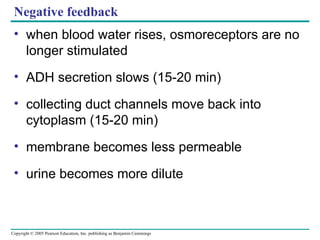 Negative feedback when blood water rises, osmoreceptors are no longer stimulated ADH secretion slows (15-20 min) collecting duct channels move back into cytoplasm (15-20 min) membrane becomes less permeable urine becomes more dilute 