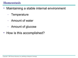 Homeostasis Maintaining a stable internal environment Temperature Amount of water Amount of glucose How is this accomplished? 
