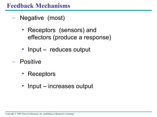 Feedback Mechanisms Negative  (most) Receptors  (sensors) and effectors (produce a response) Input –  reduces output Positive Receptors  Input – increases output 