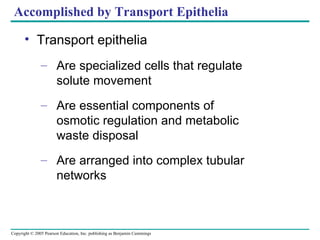 Accomplished by Transport Epithelia Transport epithelia Are specialized cells that regulate solute movement Are essential components of osmotic regulation and metabolic waste disposal Are arranged into complex tubular networks 