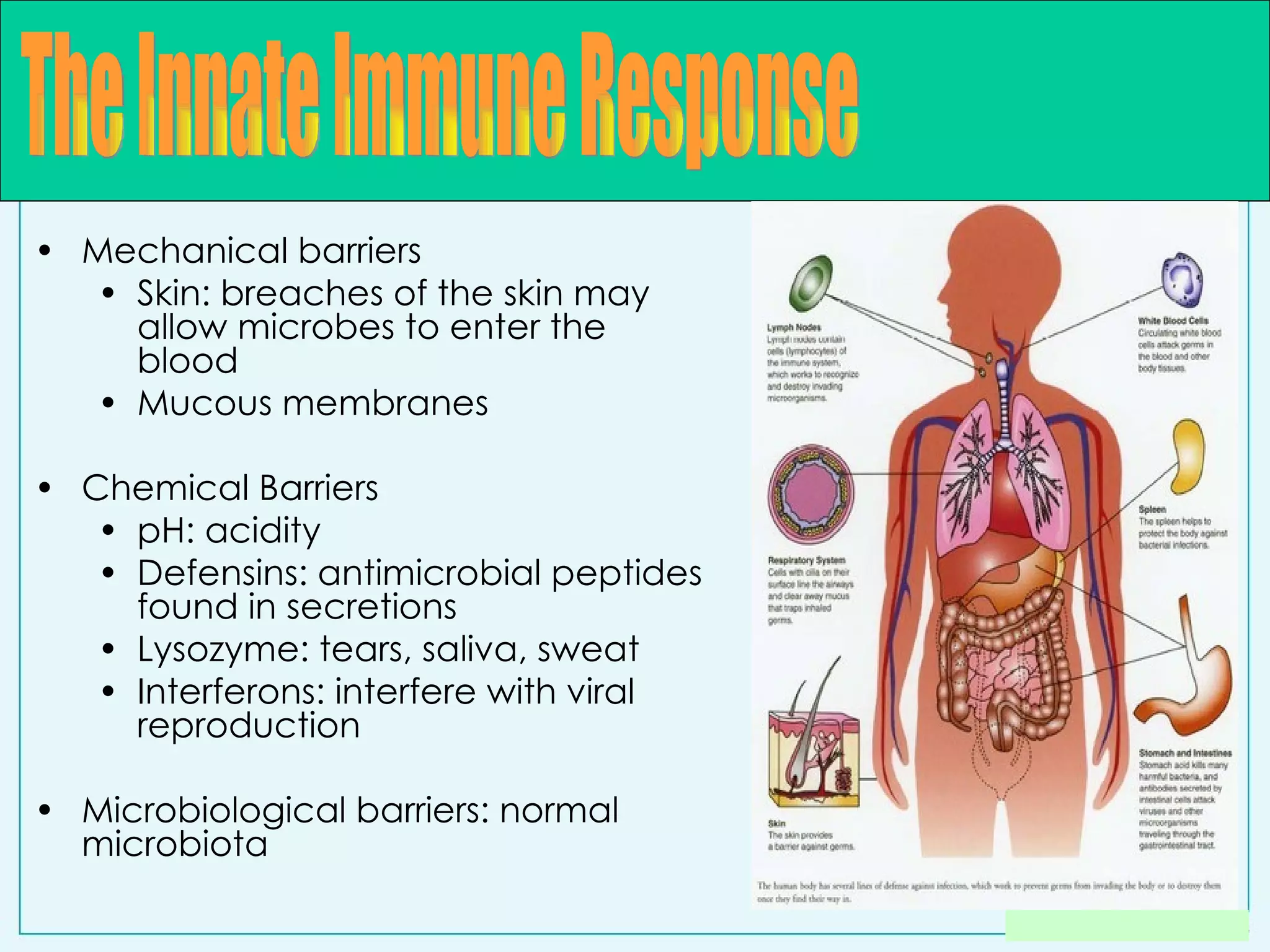 Mechanical barriers Skin: breaches of the skin may allow microbes to enter the blood Mucous membranes Chemical Barriers pH: acidity Defensins: antimicrobial peptides found in secretions Lysozyme: tears, saliva, sweat Interferons: interfere with viral reproduction Microbiological barriers: normal microbiota The Innate Immune Response 