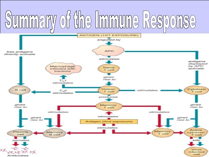 an overview of the pathogens biology in the immune system Biology: home animals overview the immune system the endocrine system the nervous system activates the adaptive immune system adaptive: specific to pathogen. an overview of the pathogens biology in the immune system Biology: home animals overview the immune system the endocrine system the nervous system activates the adaptive immune system adaptive: specific to pathogen.
