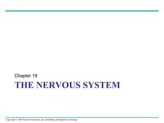 THE NERVOUS SYSTEM ,[object Object]