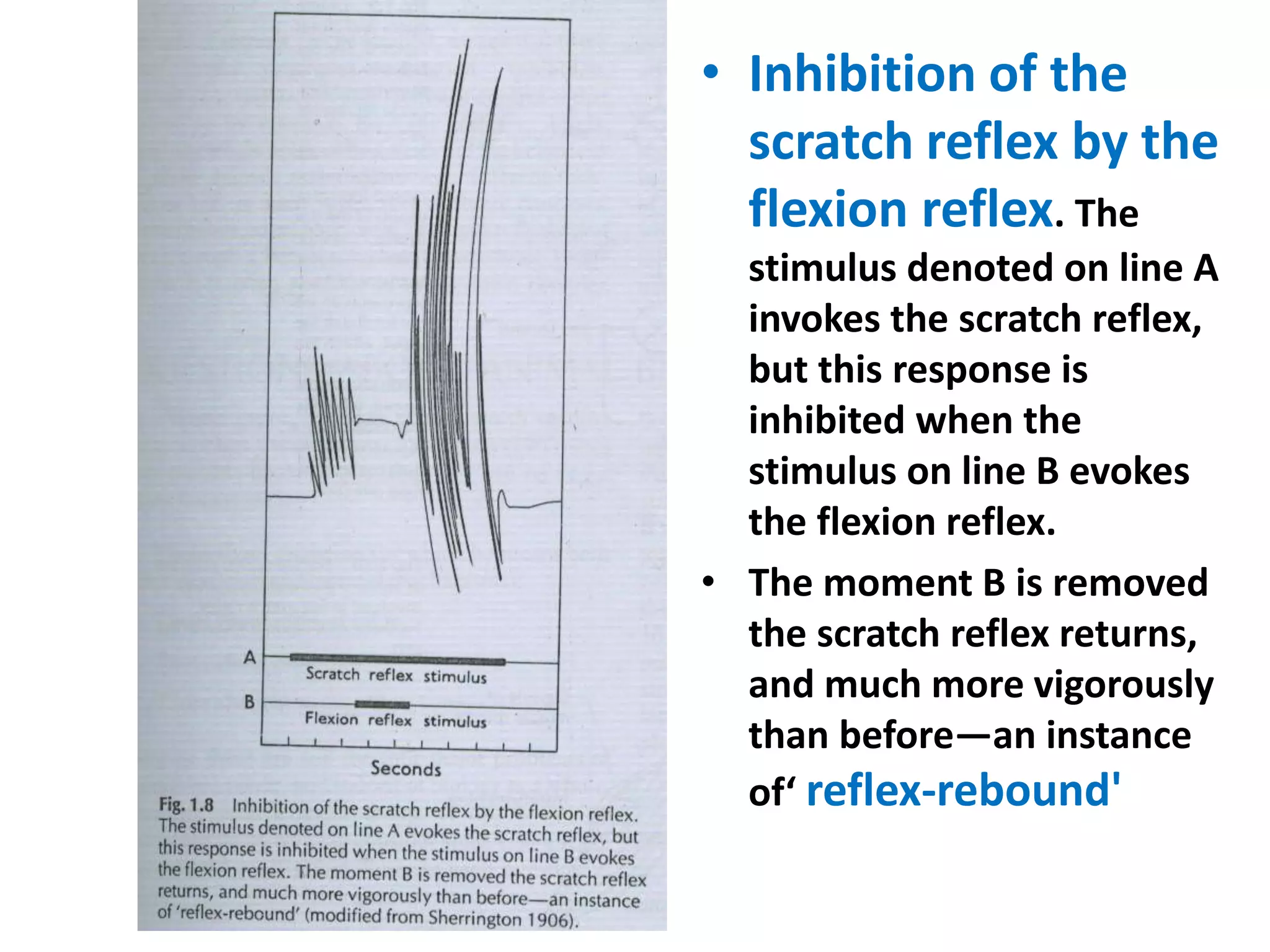 • Inhibition of the
scratch reflex by the
flexion reflex. The
stimulus denoted on line A
invokes the scratch reflex,
but this response is
inhibited when the
stimulus on line B evokes
the flexion reflex.
• The moment B is removed
the scratch reflex returns,
and much more vigorously
than before—an instance
of‘ reflex-rebound'
 