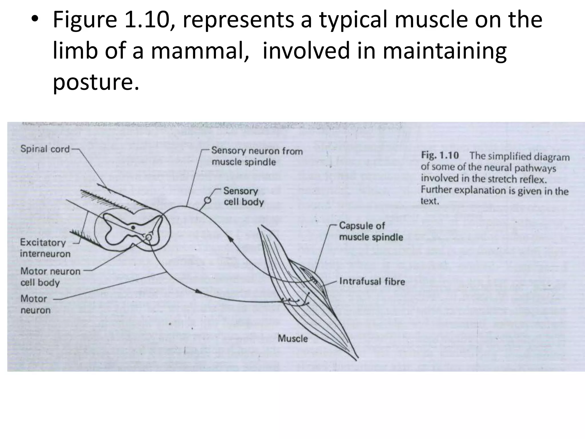 • Figure 1.10, represents a typical muscle on the
limb of a mammal, involved in maintaining
posture.
 