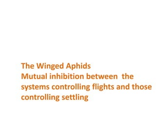 The Winged Aphids
Mutual inhibition between the
systems controlling flights and those
controlling settling
 