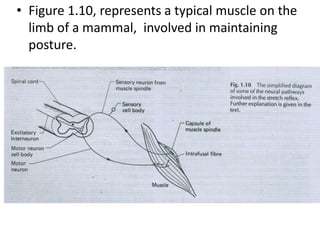 • Figure 1.10, represents a typical muscle on the
limb of a mammal, involved in maintaining
posture.
 
