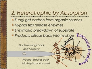 Chap 1 classification of fungi | PPT