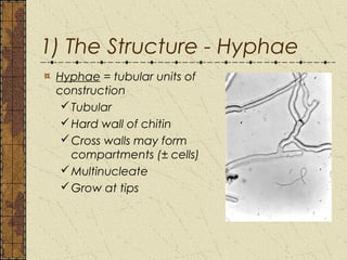 Modifications of hyphae
 