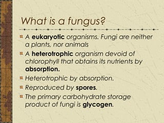 Most fungi have a thallus composed of
hyphae (sing. hypha) that elongate by tip
growth.
The fungal thallus consists of hyp...