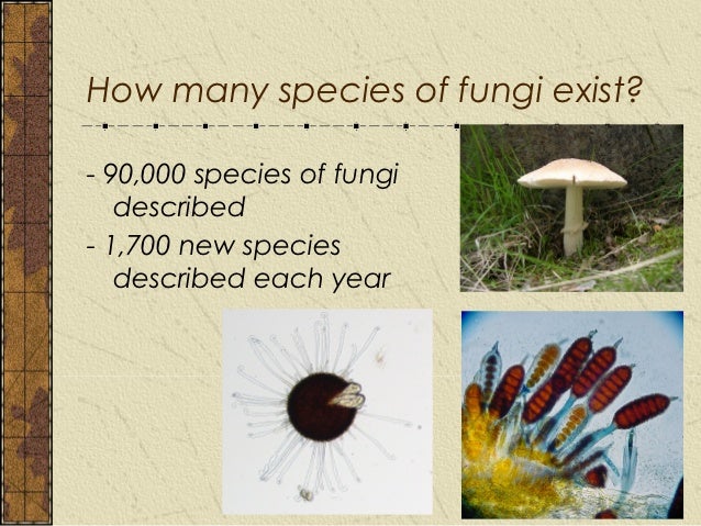 Chap 1 classification of fungi