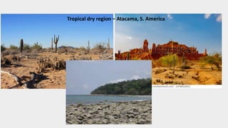 Tropical dry region – Atacama, S. America
 