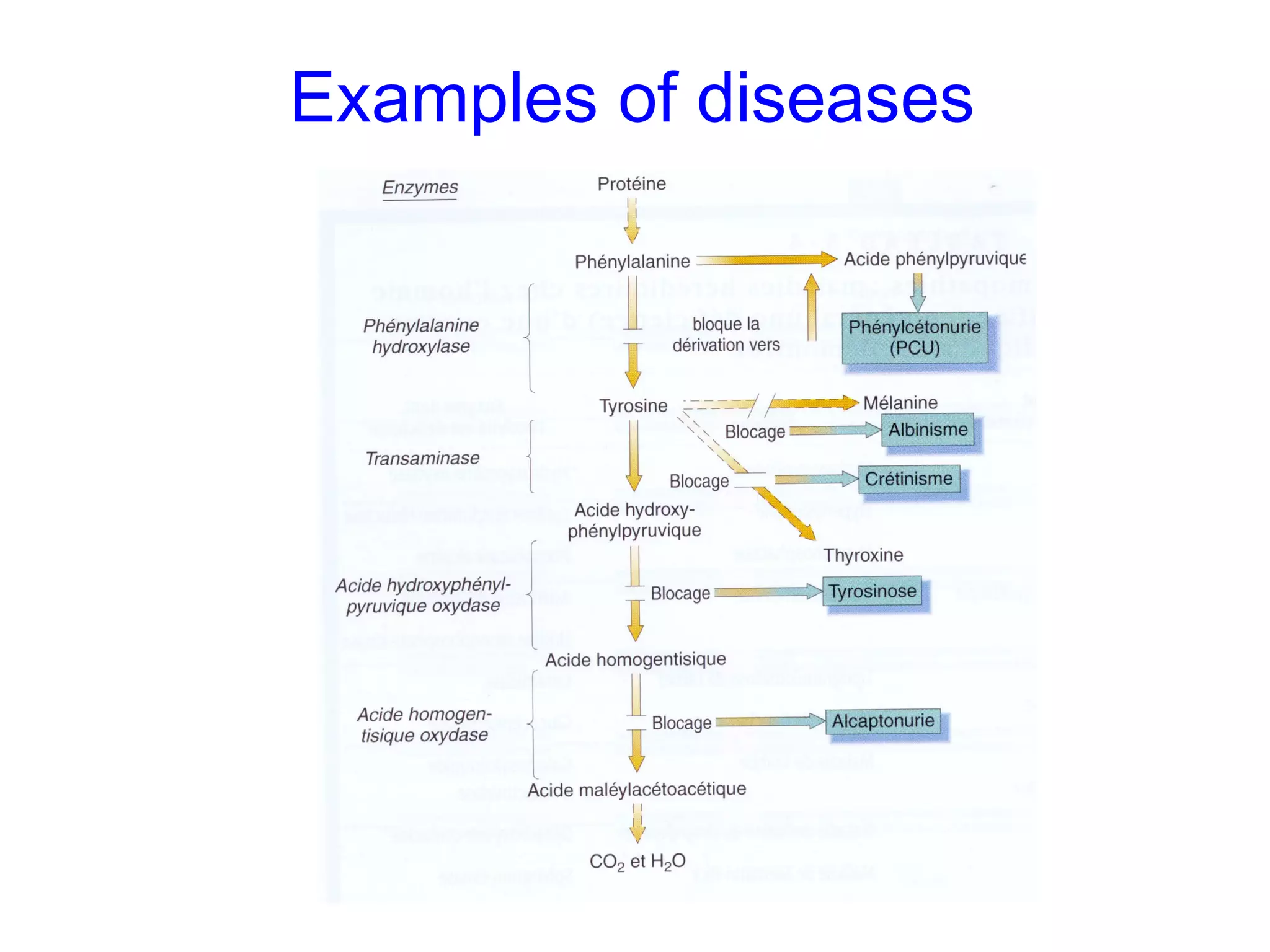 Examples of diseases
 