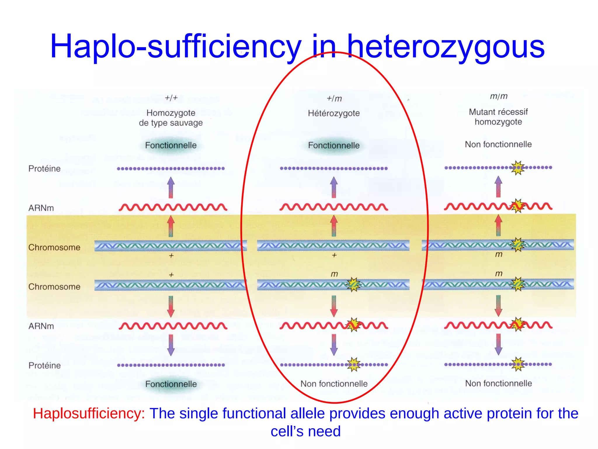 Haplo-sufficiency in heterozygous
Haplosufficiency: The single functional allele provides enough active protein for the
cell’s need
 