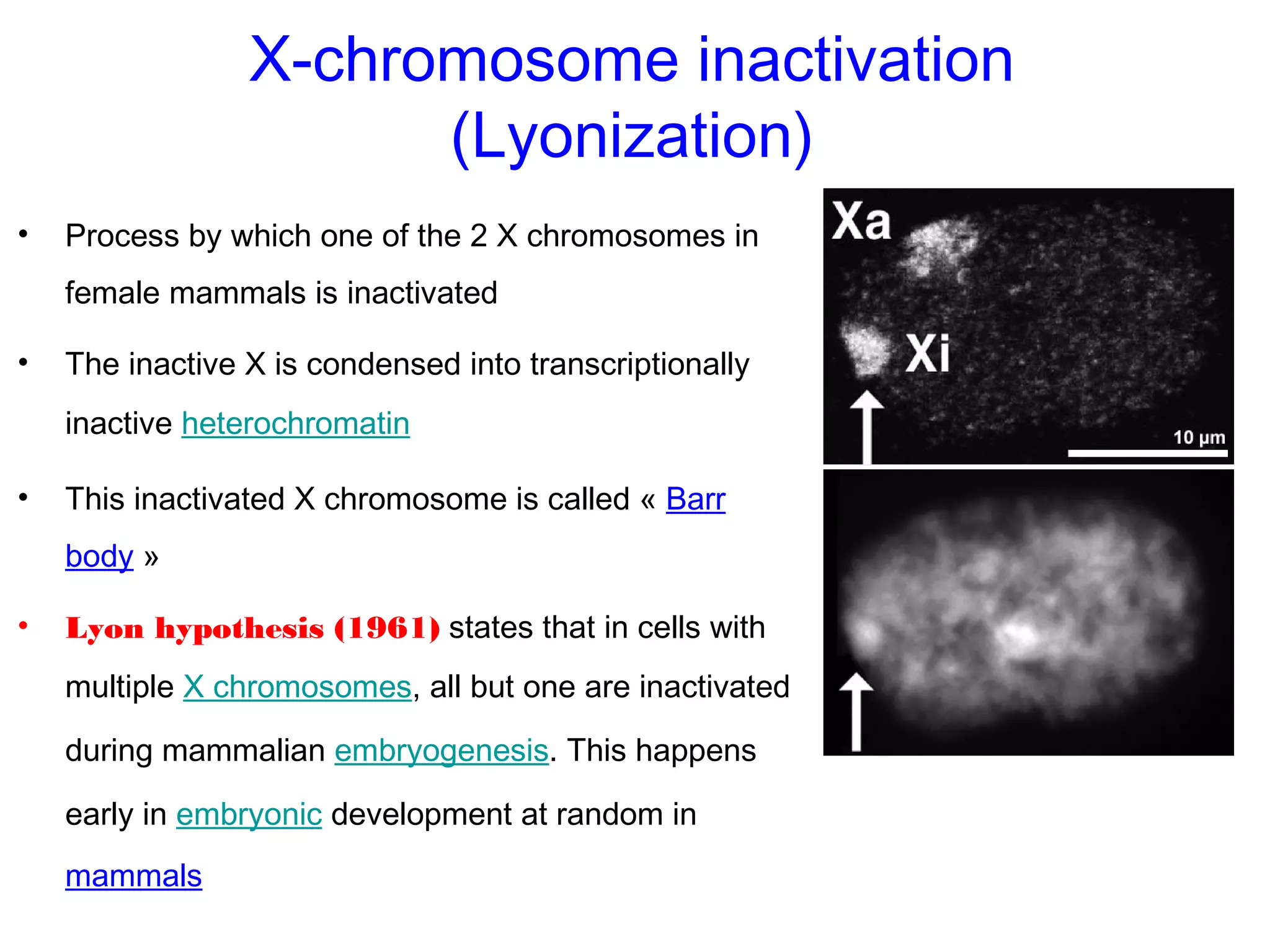 X-chromosome inactivation
(Lyonization)
• Process by which one of the 2 X chromosomes in
female mammals is inactivated
• The inactive X is condensed into transcriptionally
inactive heterochromatin
• This inactivated X chromosome is called « Barr
body »
• Lyon hypothesis (1961) states that in cells with
multiple X chromosomes, all but one are inactivated
during mammalian embryogenesis. This happens
early in embryonic development at random in
mammals
 