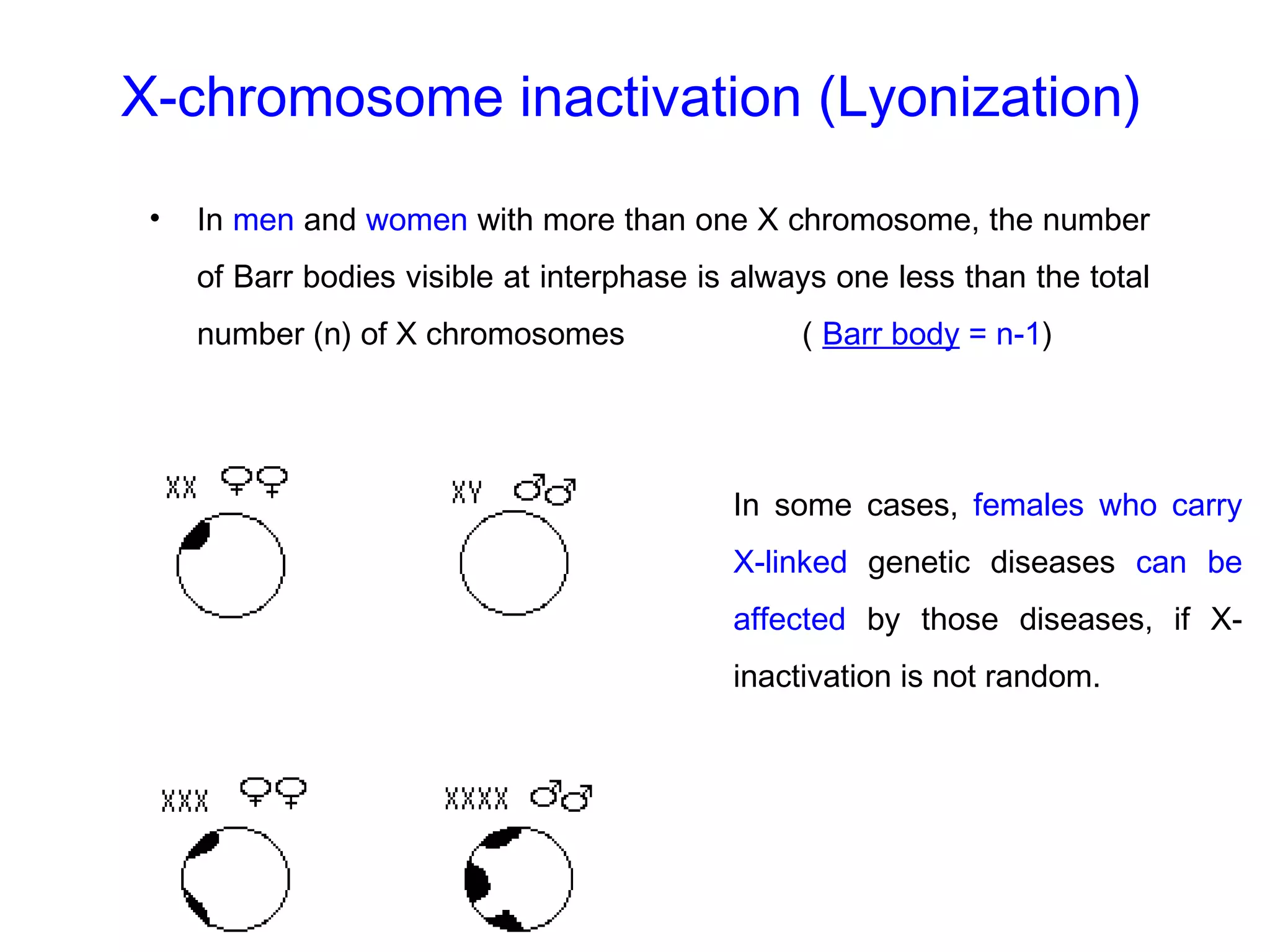 X-chromosome inactivation (Lyonization)
• In men and women with more than one X chromosome, the number
of Barr bodies visible at interphase is always one less than the total
number (n) of X chromosomes ( Barr body = n-1)
In some cases, females who carry
X-linked genetic diseases can be
affected by those diseases, if X-
inactivation is not random.
 