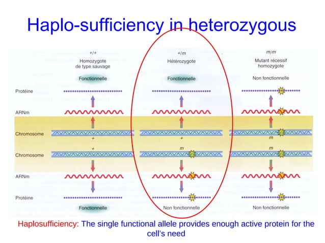 Modes of inheritance