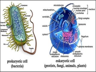 Chap 1 FUNCTIONAL COMPARTMENTALIZATION OF THE CELL | PPT