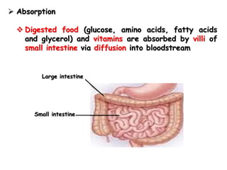  Absorption
 Digested food (glucose, amino acids, fatty acids
and glycerol) and vitamins are absorbed by villi of
small intestine via diffusion into bloodstream
Large intestine
Small intestine
 
