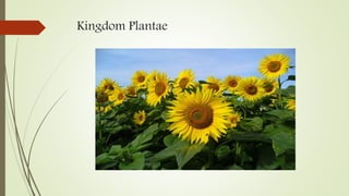 Kingdom Plantae
 