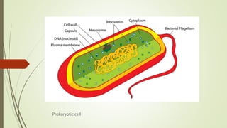 Prokaryotic cell
 