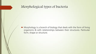 structure & classification of microbes