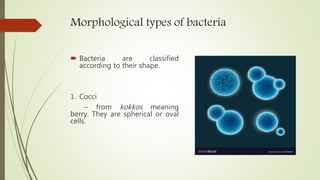 Morphological types of bacteria
 Bacteria are classified
according to their shape.
1. Cocci
– from kokkos meaning
berry. They are spherical or oval
cells.
 