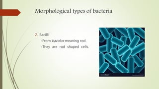 Morphological types of bacteria
2. Bacilli
-From baculus meaning rod.
-They are rod shaped cells.
 
