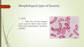 Morphological types of bacteria
3. Vibrio
- They are comma-shaped
curve rods & derive their name
from their characteristic vibratory
motility.
 
