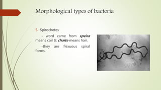 Morphological types of bacteria
5. Spirochetes
- word came from speira
means coil & chaite means hair.
-they are flexuous spiral
forms.
 