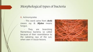 Morphological types of bacteria
6. Actinomycetes
- This word came from Actis
means ray & Mykes means
fungus.
- They are branching
filamentous bacteria, so called
because of their resemblance to
the radiating rays of the sun,
when seen in tissue lesions.
 