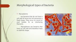 Morphological types of bacteria
7. Mycoplasma
- are bacteria that do not have a
cell wall & hence do not possesses a
fixed shape. They occur as round or
oval bodies & as interlacing
filaments.
- Mycoplasma are bacteria that
have no cell wall and therefore have
no definite shape.
 