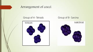 Arrangement of cocci
Group of 4- Tetrads Group of 8- Sarcina
 