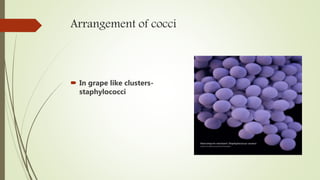 Arrangement of cocci
 In grape like clusters-
staphylococci
 