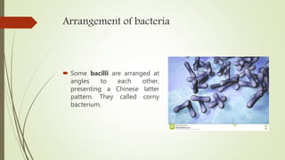 Arrangement of bacteria
 Some bacilli are arranged at
angles to each other,
presenting a Chinese latter
pattern. They called corny
bacterium.
 