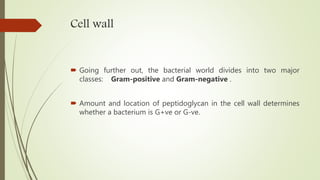 Cell wall
 Going further out, the bacterial world divides into two major
classes: Gram-positive and Gram-negative .
 Amount and location of peptidoglycan in the cell wall determines
whether a bacterium is G+ve or G-ve.
 