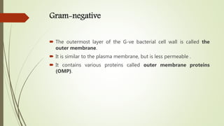 Gram-negative
 The outermost layer of the G-ve bacterial cell wall is called the
outer membrane.
 It is similar to the plasma membrane, but is less permeable .
 It contains various proteins called outer membrane proteins
(OMP).
 