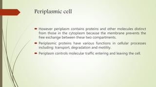 Periplasmic cell
 However periplasm contains proteins and other molecules distinct
from those in the cytoplasm because the membrane prevents the
free exchange between these two compartments.
 Periplasmic proteins have various functions in cellular processes
including: transport, degradation and motility.
 Periplasm controls molecular traffic entering and leaving the cell.
 