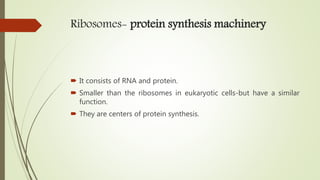 Ribosomes- protein synthesis machinery
 It consists of RNA and protein.
 Smaller than the ribosomes in eukaryotic cells-but have a similar
function.
 They are centers of protein synthesis.
 