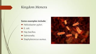 Kingdom Monera
Some examples include:
 Helicobacter pylori.
 E. coli.
 Hay bacillus.
 Salmonella.
 Staphylococcus aureus.
 