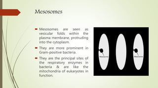 Mesosomes
 Mesosomes are seen as
vesicular folds within the
plasma membrane, protruding
into the cytoplasm.
 They are more prominent in
Gram-positive bacteria.
 They are the principal sites of
the respiratory enzymes in
bacteria & are like the
mitochondria of eukaryotes in
function.
 