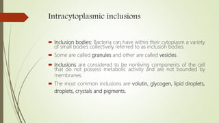 Intracytoplasmic inclusions
 Inclusion bodies: Bacteria can have within their cytoplasm a variety
of small bodies collectively referred to as inclusion bodies.
 Some are called granules and other are called vesicles.
 Inclusions are considered to be nonliving components of the cell
that do not possess metabolic activity and are not bounded by
membranes.
 The most common inclusions are volutin, glycogen, lipid droplets,
droplets, crystals and pigments.
 