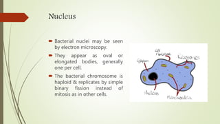 Nucleus
 Bacterial nuclei may be seen
by electron microscopy.
 They appear as oval or
elongated bodies, generally
one per cell.
 The bacterial chromosome is
haploid & replicates by simple
binary fission instead of
mitosis as in other cells.
 