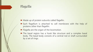 Flagella
 Made up of protein subunits called flagellin.
 Each flagellum is attached to cell membrane with the help of
proteins other than flagellin.
 Flagella are the organ of the locomotion.
 The basal region has a hook like structure and a complex basal
body. The basal body consists of a central rod or shaft surrounded
by a set of rings.
 