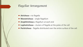 Flagellar Arrangement
 Atrichous – no flagella
 Monotrichous - single flagellum
 Amphitrichous a flagellum at each end
 Lophotrichous - clusters of flagella at the poles of the cell
 Peritrichous - flagella distributed over the entire surface of the cell.
 