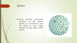 Spores
 Some bacteria, particularly
members of the genera
Bacillus & Clostridium have
the ability to from highly
resistant resting stages called
spores.
 