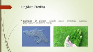 Kingdom Protista
 Examples of protists include algae, amoebas, euglena,
plasmodium, and slime molds.
 