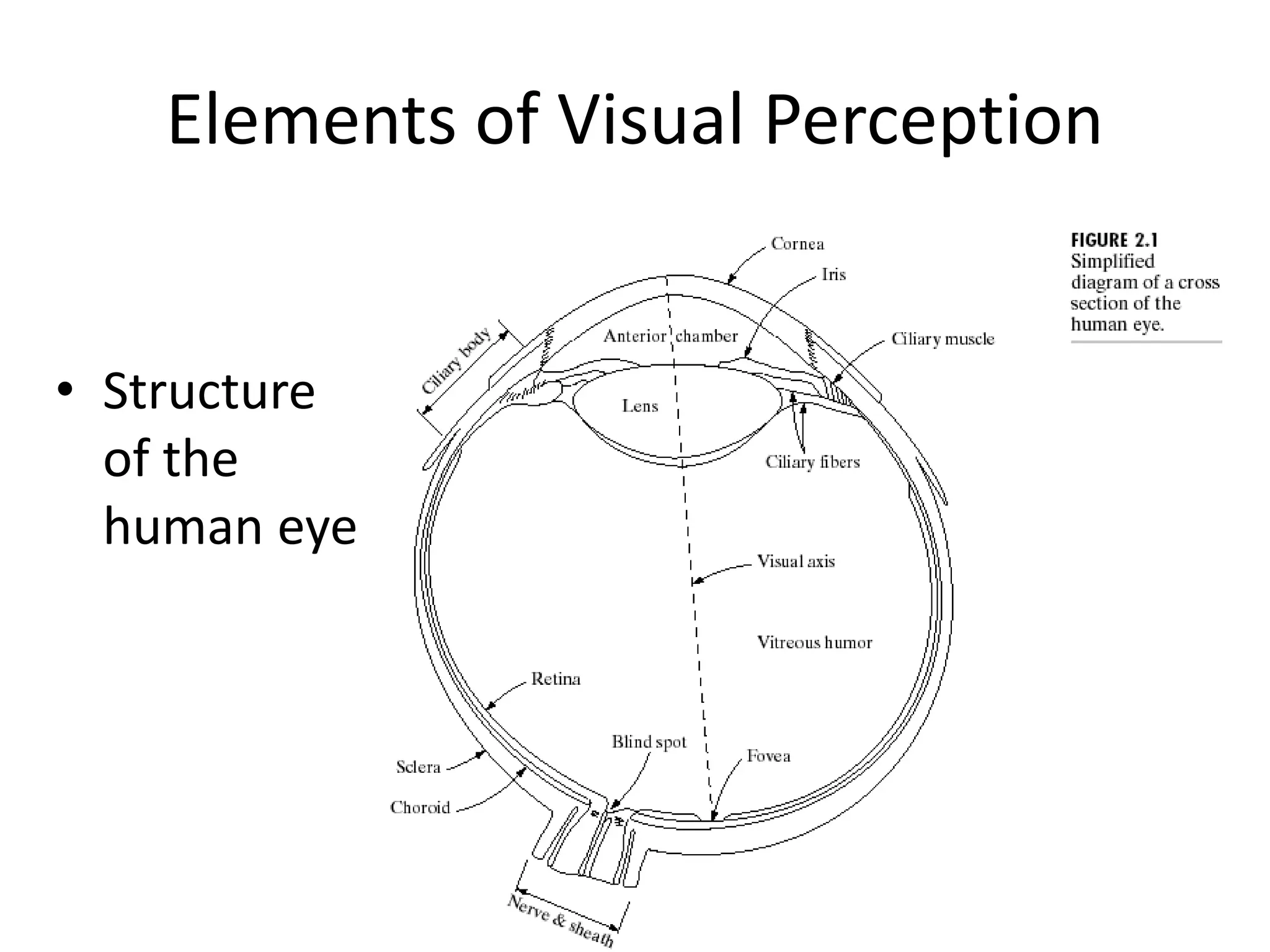 Elements of Visual Perception • Structure of the human eye 