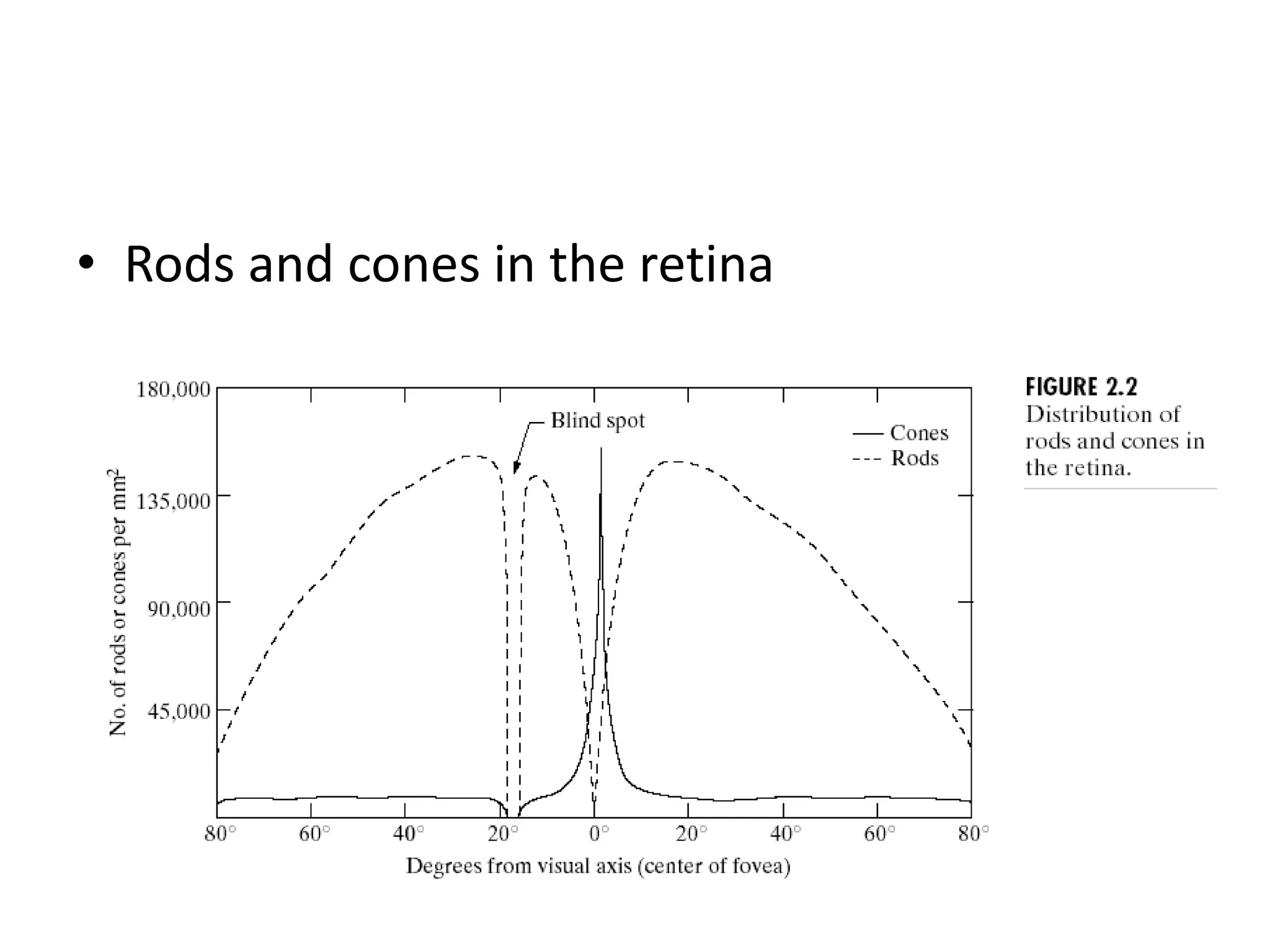 • Rods and cones in the retina 